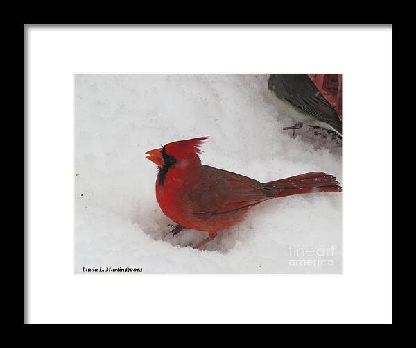 Cardinal Framed Print featuring the photograph Cardinal in Snow by Linda L Martin