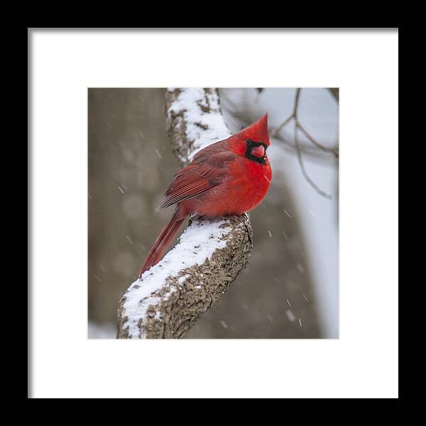 Cardinal Framed Print featuring the photograph Cardinal In The Snow by Cathy Kovarik