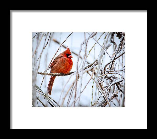Bird Framed Print featuring the photograph Cardinal in the Willow III by Jon Woodhams