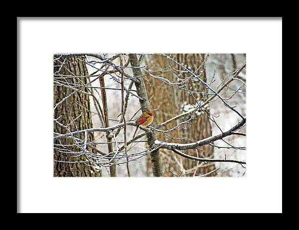 Bird Framed Print featuring the photograph Cardinal in Winter by Aimee L Maher ALM GALLERY