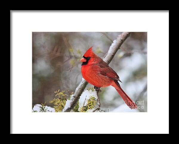 Cardinal Framed Print featuring the photograph Cardinal in Winter by Jayne Carney