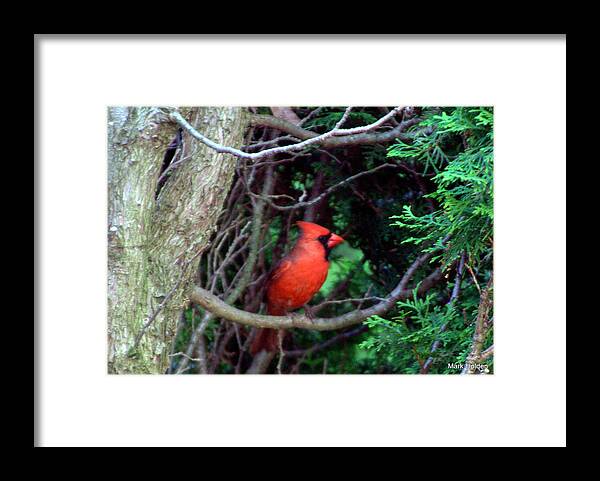 Cardinal Framed Print featuring the photograph Cardinal Mills Point by Mark Holden