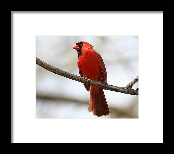 Wildlife Framed Print featuring the photograph Cardinal on Branch by William Selander