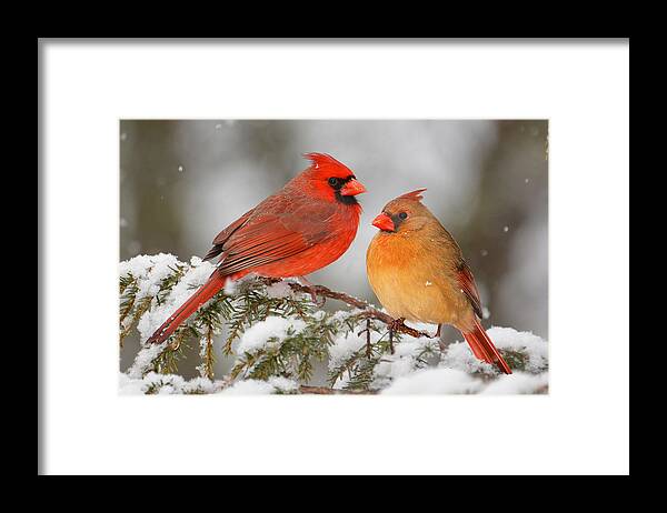 Bird Framed Print featuring the photograph Cardinal Pair by Alan Lenk