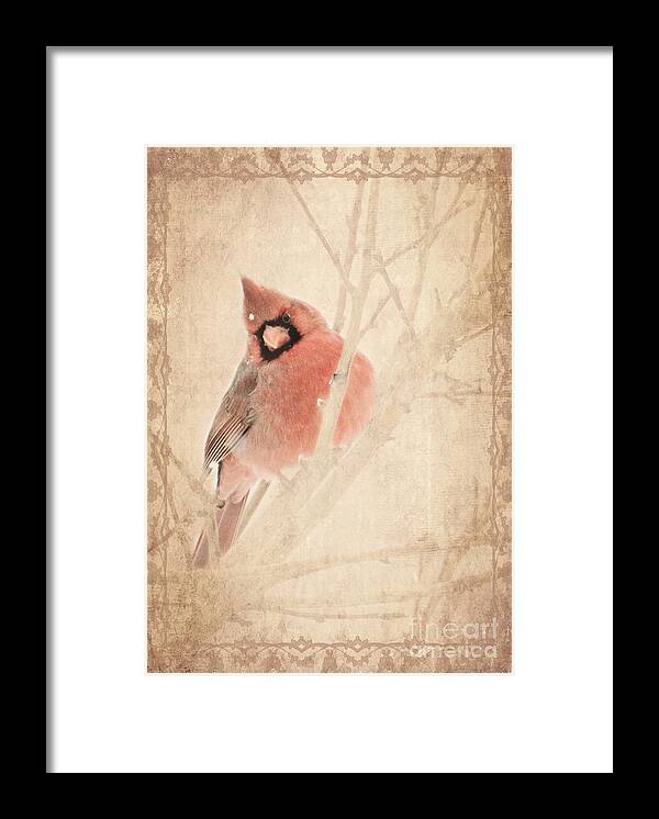 Cardinal Framed Print featuring the photograph Cardinal by Pam Holdsworth