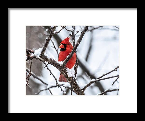 Cardinal Framed Print featuring the photograph Cardinal Snow Scene by Lara Ellis