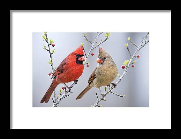 Cardinals In Spring Framed Print featuring the photograph Cardinals in Early Spring by Bonnie Barry