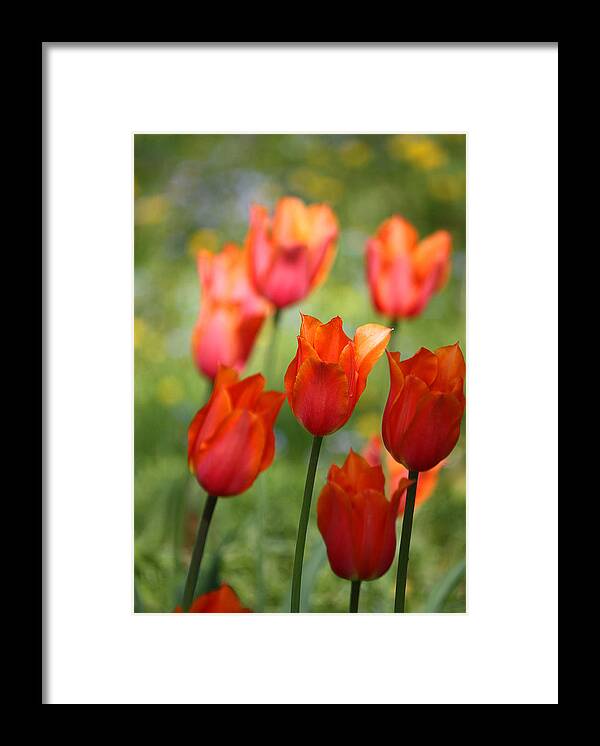 Tulips Framed Print featuring the photograph Caressed by the Wind by The Art Of Marilyn Ridoutt-Greene