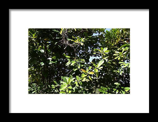 Cruise Framed Print featuring the photograph Caribbean Cruise - Dominica - 1212163 by DC Photographer