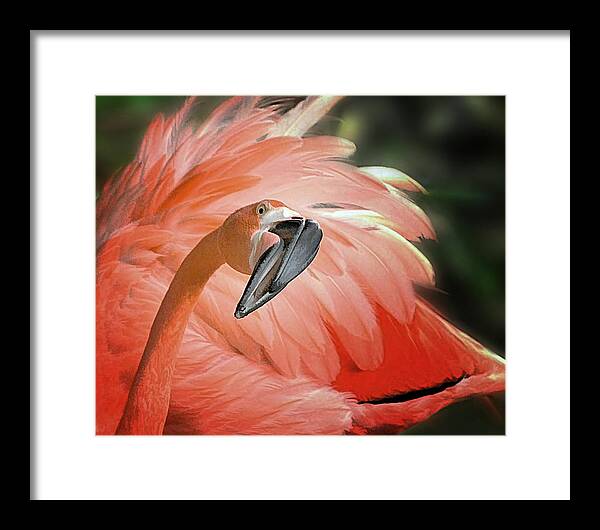 Flamingo Framed Print featuring the photograph Caribbean Flamingo by Carol Eade