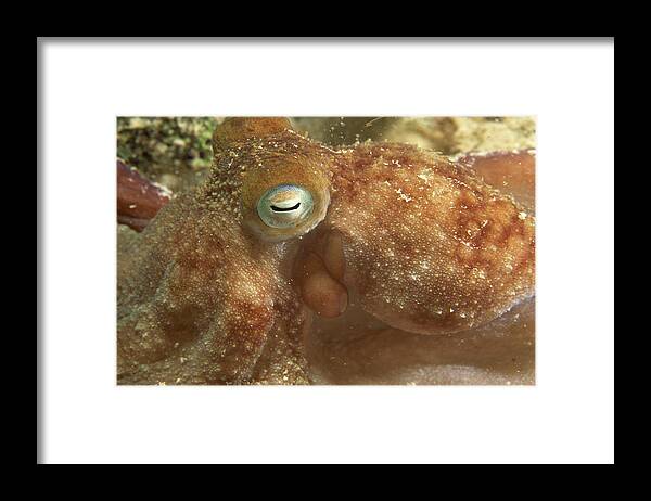 Underwater Framed Print featuring the photograph Caribbean reef octopus hunting at night by Comstock