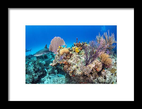 Underwater Framed Print featuring the photograph Caribbean sharks inside the corals by Colors and shapes of underwater world