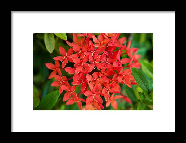 Brenda Jacobs Photography & Fine Art Framed Print featuring the photograph Caribbean Stars by Brenda Jacobs