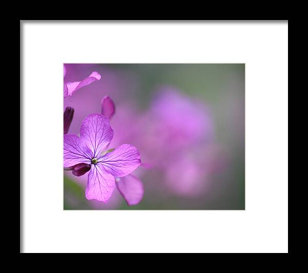 Flowers Framed Print featuring the photograph Caring by The Art Of Marilyn Ridoutt-Greene