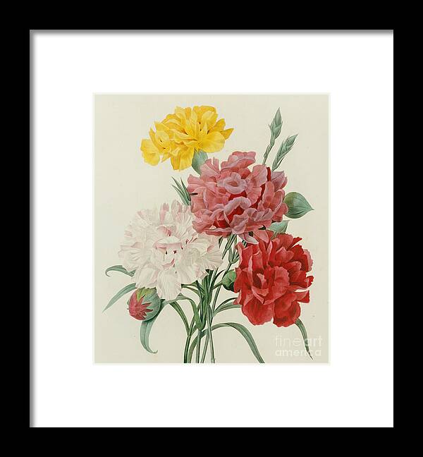 Flower; Plant; Botany; Botanical Framed Print featuring the painting Carnations from Choix des Plus Belles Fleures by Pierre Joseph Redoute
