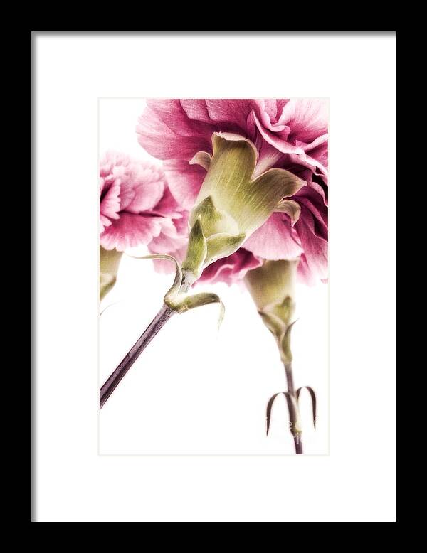 Modern Framed Print featuring the photograph Carnations by Priska Wettstein