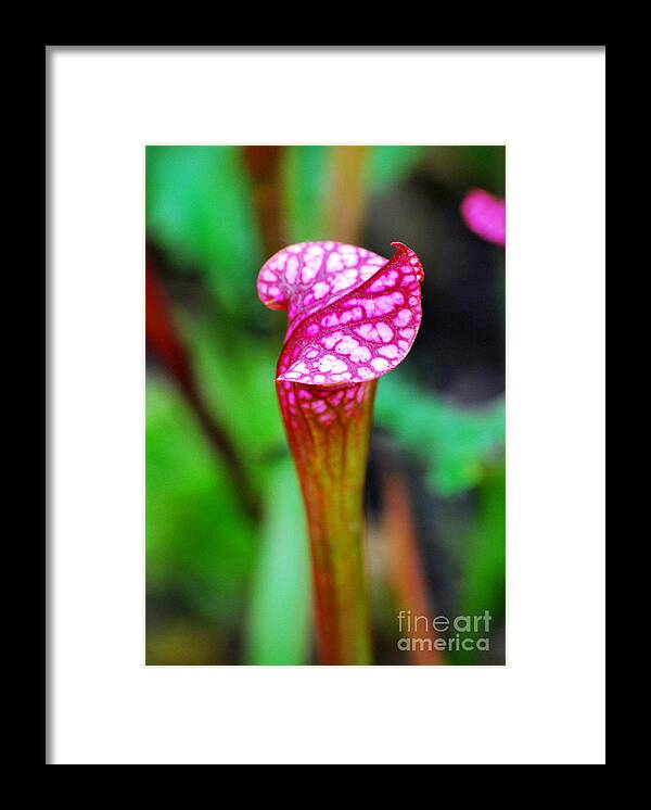 Carnivorous Framed Print featuring the photograph Carnivorous Plant I by Nancy Mueller