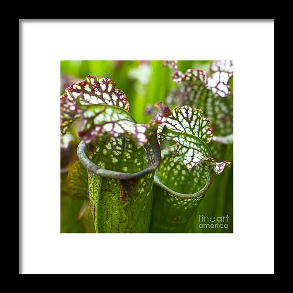 Flora Framed Print featuring the photograph Carnivorous plants by Heiko Koehrer-Wagner