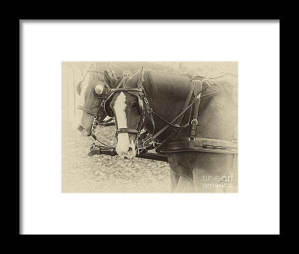 Horse Framed Print featuring the photograph Carriage Horses II by Terry Rowe