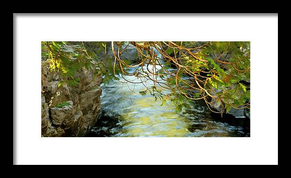 Cascade River Framed Print featuring the photograph Cascade Cedar by Bill Morgenstern