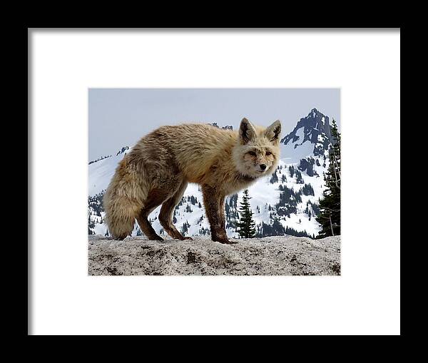 Cascade Red Fox Framed Print featuring the photograph Cascade Red Fox 1 by Peter Mooyman