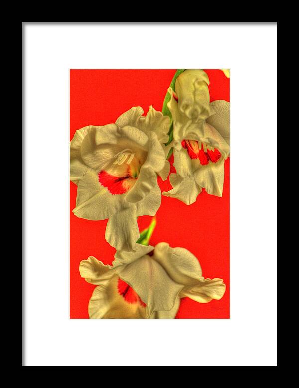 Flower Framed Print featuring the photograph Cascading Gladiolas by Deborah Crew-Johnson