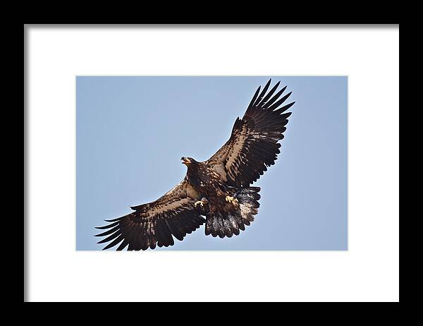 Birds Framed Print featuring the photograph Casitas Eagles Six by Diana Hatcher