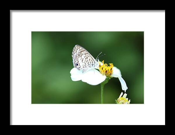 Floral Framed Print featuring the photograph Cassius Blue on Wildflower by Greg Allore