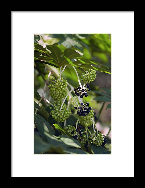 Angiosperm Framed Print featuring the photograph Castor Oil Plant (fatsia Japonica) Berries by Maria Mosolova/science Photo Library