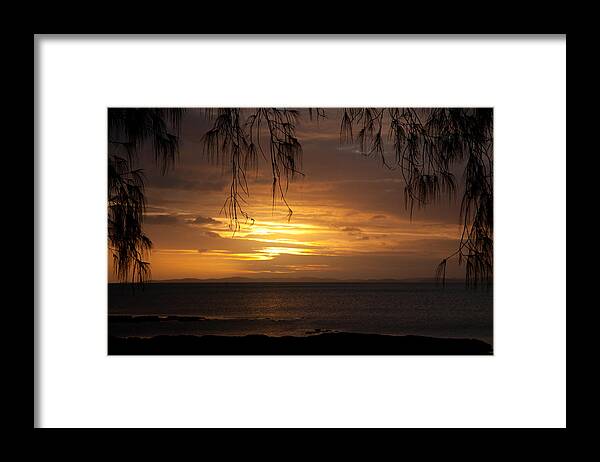 Tree Framed Print featuring the photograph Casuarina Sunset 2 by Carole Hinding