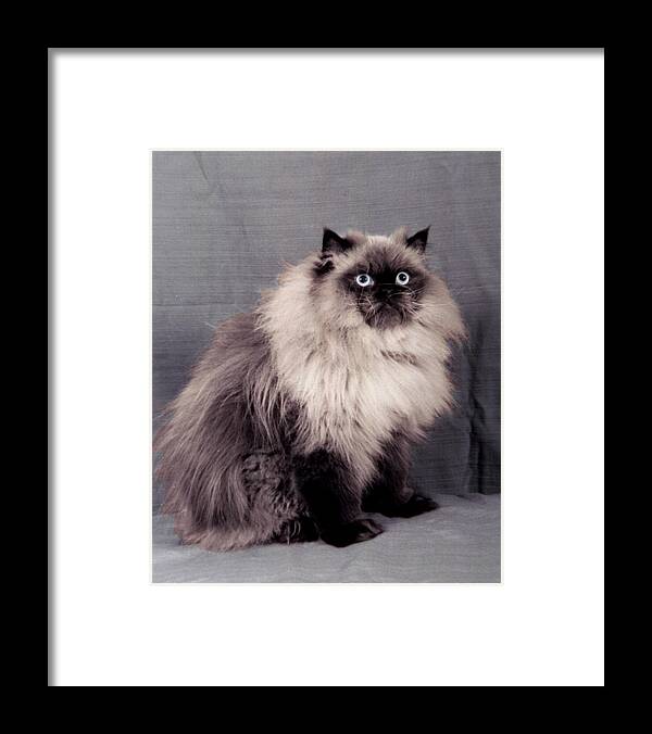 Cat Framed Print featuring the photograph Cat eyes by Jean Wolfrum