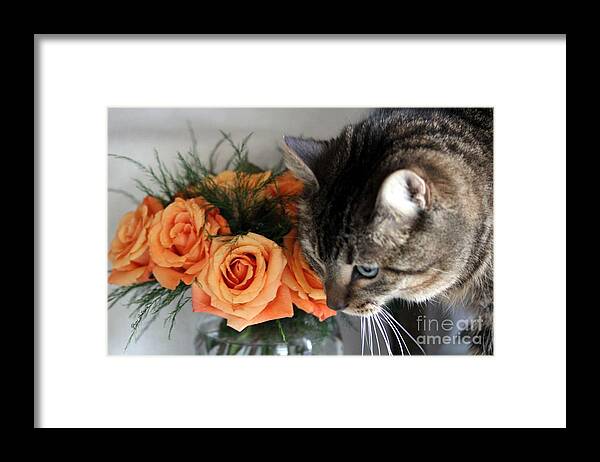 Cat Framed Print featuring the photograph Cat and Roses by Yumi Johnson