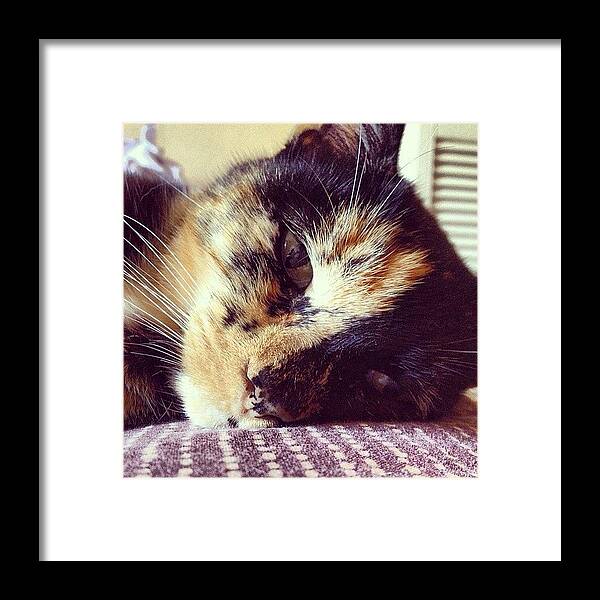 Tortie Framed Print featuring the photograph #cat #cats #catsofinstagram by Charlotte Turville