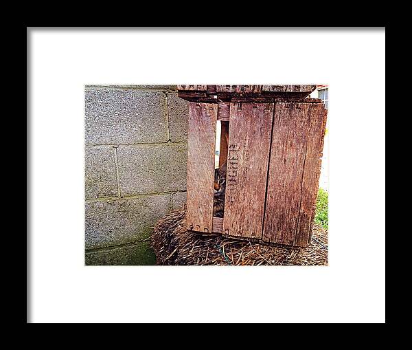Cat Framed Print featuring the photograph Cat in Hiding by Chris Montcalmo