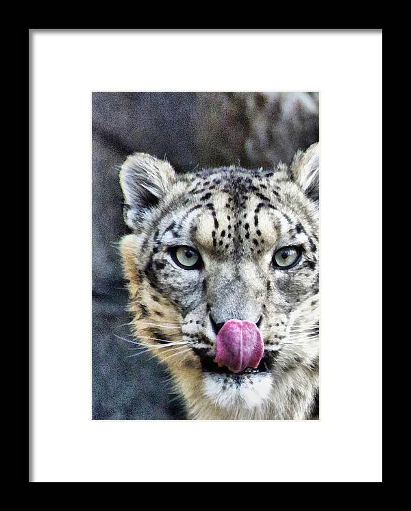 Eyes Framed Print featuring the mixed media Cat Lick Portrait by Angelina Tamez