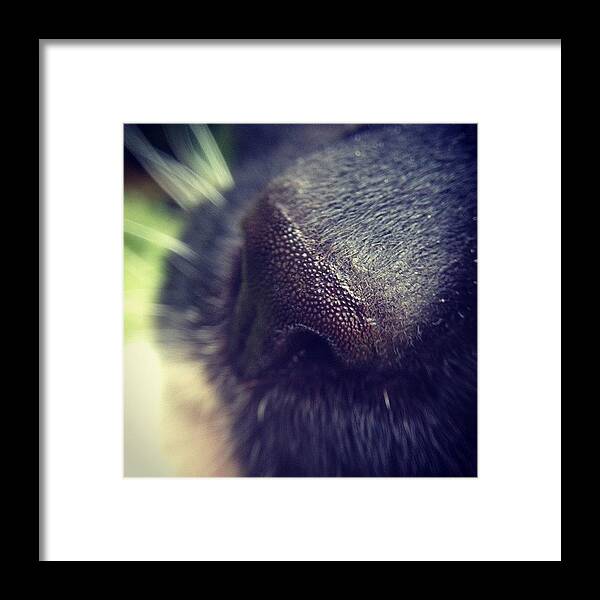 Iccloseups Framed Print featuring the photograph Cat Nose by Nic Squirrell