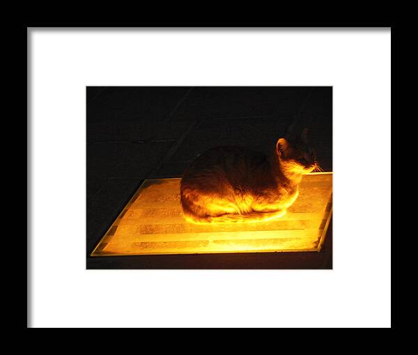 Cat On A Hot Tin Roof Framed Print featuring the photograph Cat on a Hot Tin Roof by Esther Newman-Cohen