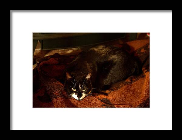 Black And White Framed Print featuring the photograph Cat on a Rug by Wood Stove by Michael Dougherty