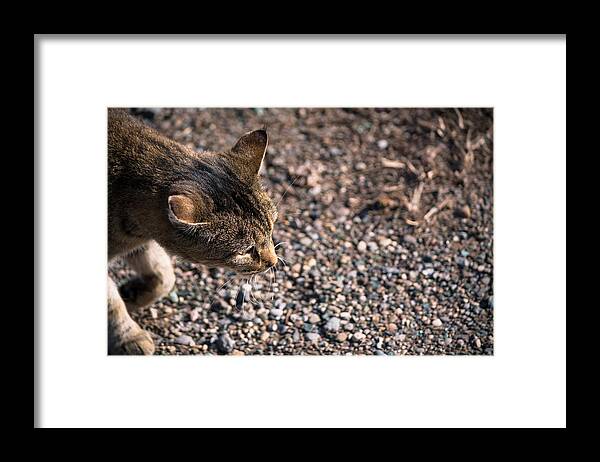 Cat Framed Print featuring the photograph Cat On The Prowl by Holden The Moment