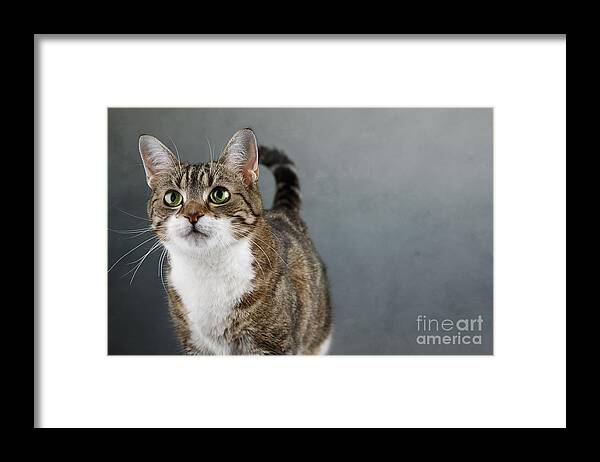 Cat Framed Print featuring the photograph Cat Portrait by Nailia Schwarz