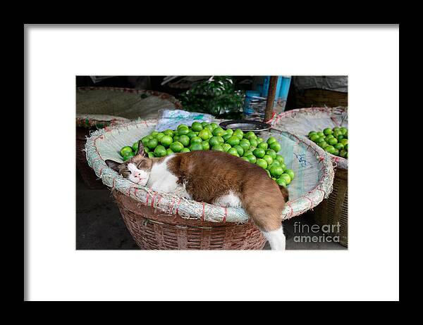 Lime Framed Print featuring the photograph Cat Sleeping Among the Limes by Dean Harte
