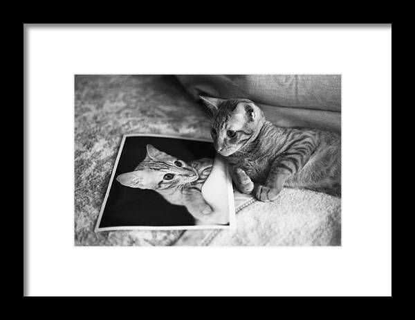Feline Framed Print featuring the photograph Cat Vanity by Ray Congrove