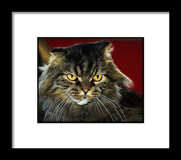 Scottish Fold Cat Framed Print featuring the photograph Cat With an Attitude by Robert Culver