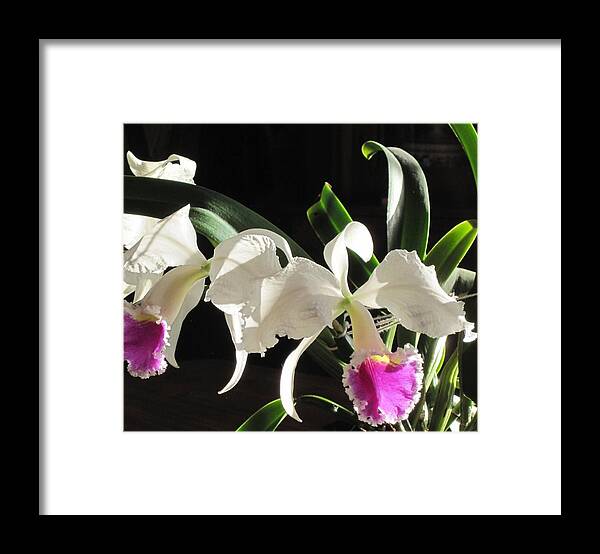 Catalaya Orchids Framed Print featuring the photograph Catalaya Orchids by Kate Gibson Oswald