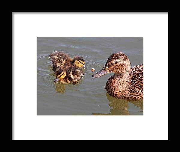 Ducklings Framed Print featuring the photograph Catch by Gill Billington