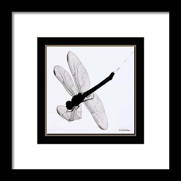 Dragonfly In Spiderweb Photograph Framed Print featuring the photograph Catch of the Day by Lucy VanSwearingen