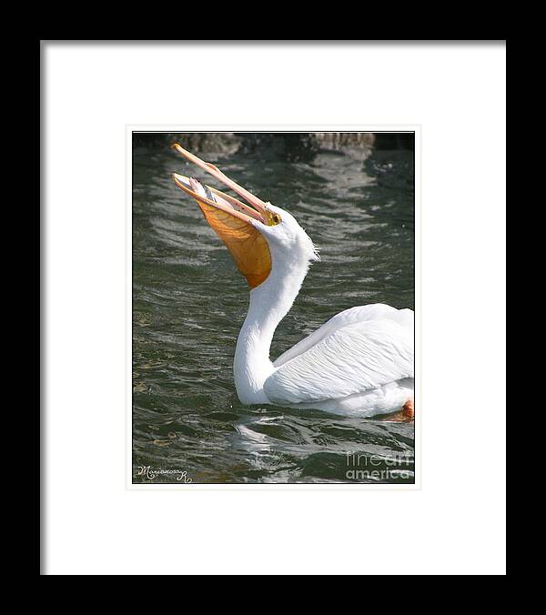 Pelican Framed Print featuring the photograph Catch of the Day by Mariarosa Rockefeller
