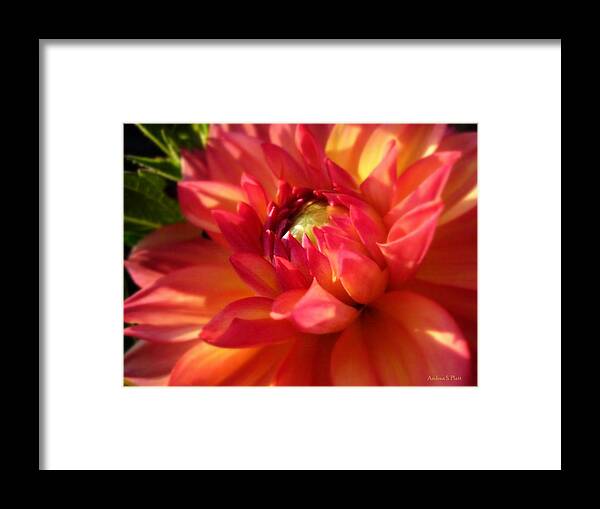 Flower Framed Print featuring the photograph Catching Some Rays by Andrea Platt