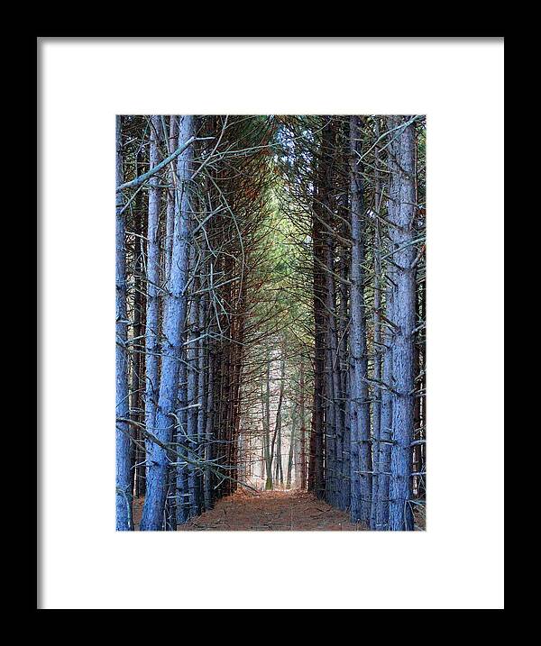 Pines Framed Print featuring the photograph Cathedral of Pines by David T Wilkinson