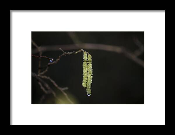 Spring Framed Print featuring the photograph Catkins Teardrop by Spikey Mouse Photography